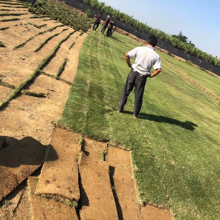 玉龍草 光明蘭引三號剪草約6.50元